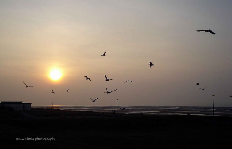 coming home to roost.jpg